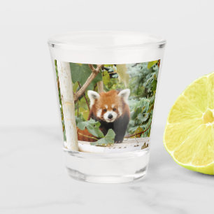 Red Panda Shot Glass