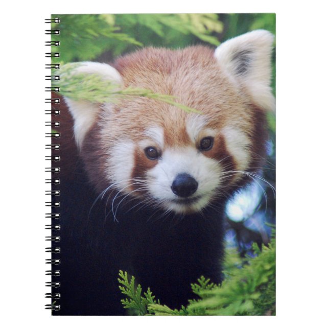 Red Panda Spiral Notebook (Front)