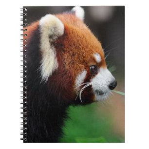 Red panda spiral notebook