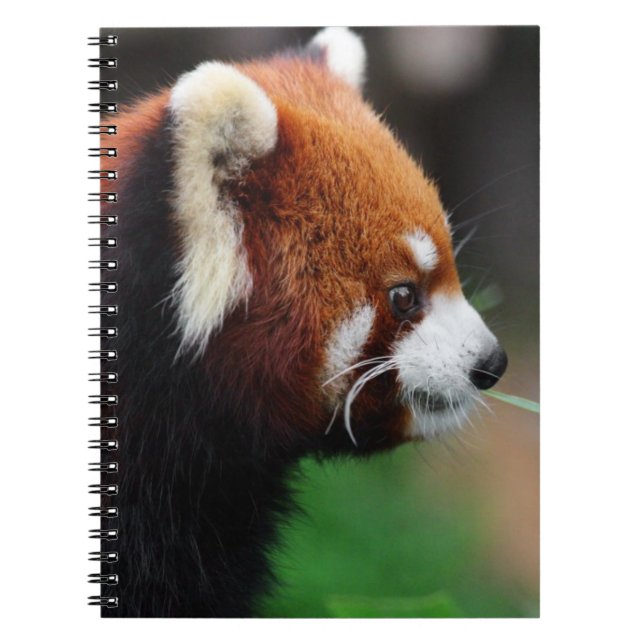 Red panda spiral notebook (Front)