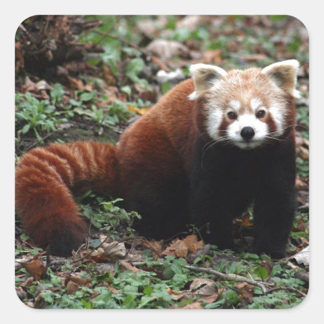 Red Panda Square Sticker (Front)