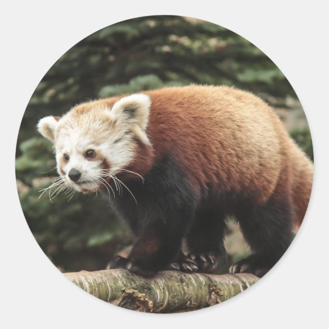 Red Panda Stickers (Front)