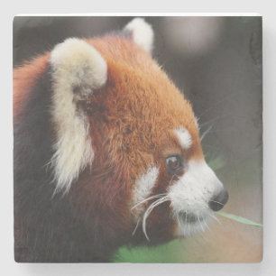 Red panda stone coaster