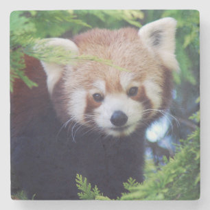 Red Panda Stone Coaster