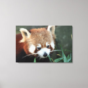 Red Panda, Taronga Zoo, Sydney, Australia Canvas Print