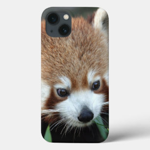 Red Panda, Taronga Zoo, Sydney, Australia iPhone 13 Case
