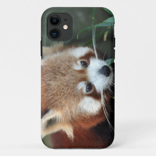 Red Panda, Taronga Zoo, Sydney, Australia iPhone 11 Case