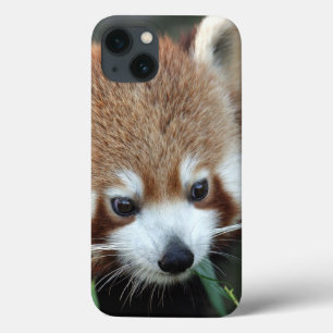 Red Panda, Taronga Zoo, Sydney, Australia iPhone 13 Case
