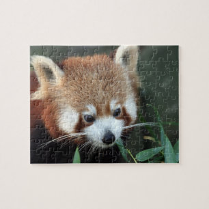 Red Panda, Taronga Zoo, Sydney, Australia Jigsaw Puzzle