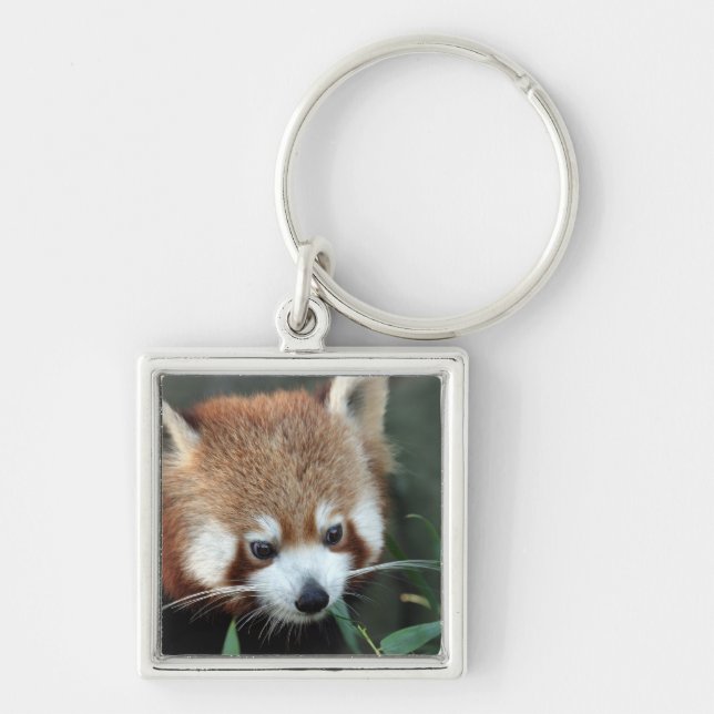 Red Panda, Taronga Zoo, Sydney, Australia Key Ring (Front)
