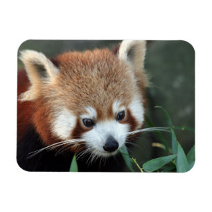 Red Panda, Taronga Zoo, Sydney, Australia Magnet