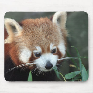 Red Panda, Taronga Zoo, Sydney, Australia Mouse Pad