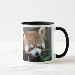 Red Panda, Taronga Zoo, Sydney, Australia Mug