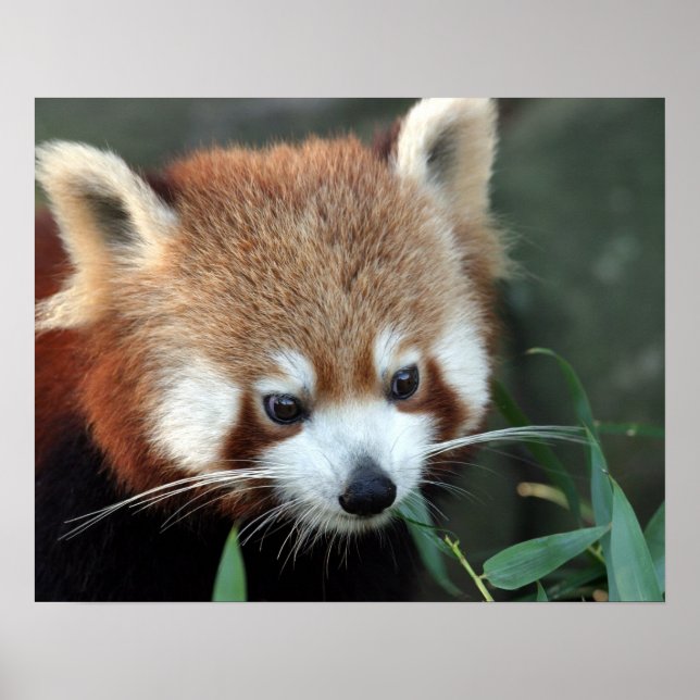 Red Panda, Taronga Zoo, Sydney, Australia Poster (Front)