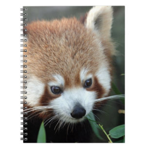 Red Panda, Taronga Zoo, Sydney, Australia Spiral Notebook