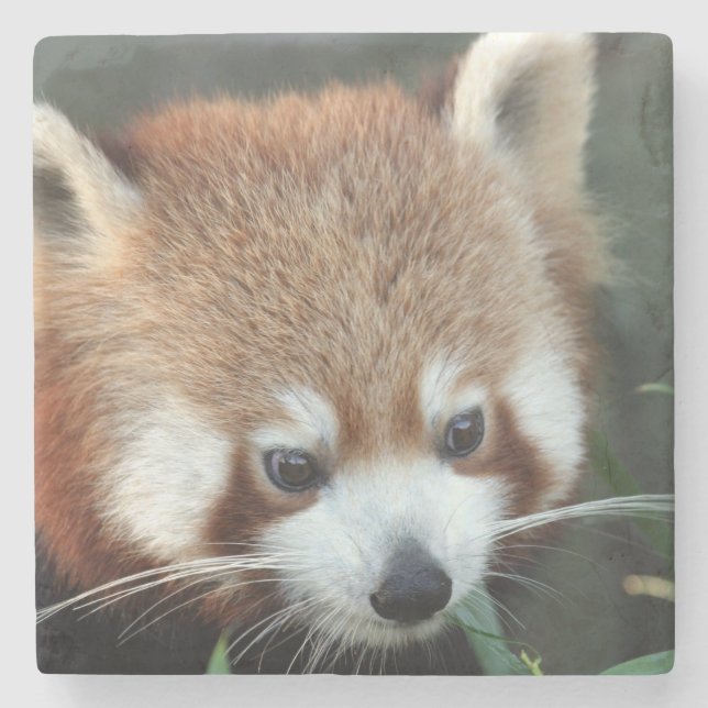 Red Panda, Taronga Zoo, Sydney, Australia Stone Coaster (Front)