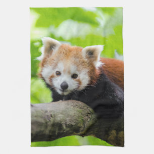 Red Panda  Tea Towel