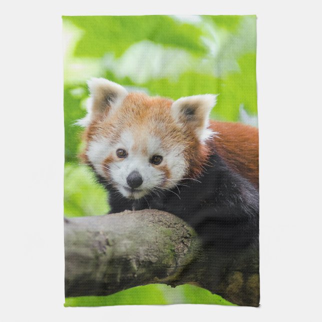 Red Panda  Tea Towel (Vertical)