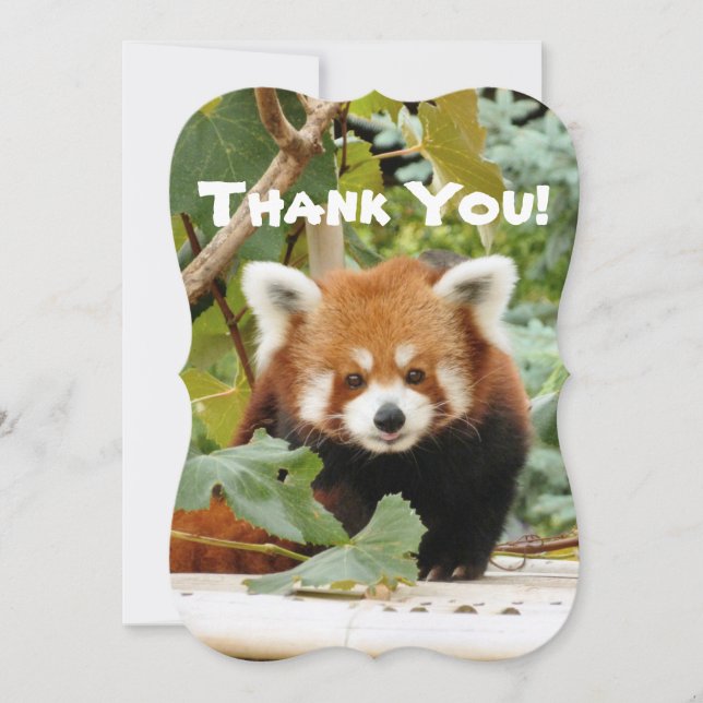 Red Panda Thank You Card (Front)