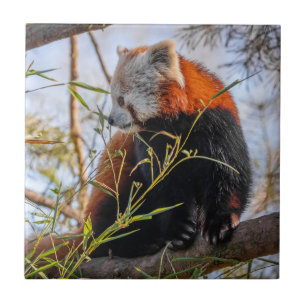 Red panda tile