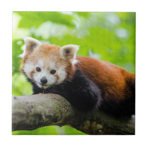 Red Panda Tile