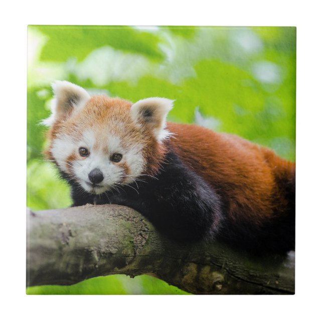 Red Panda  Tile (Front)