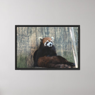 Red panda vibes Stretched Canvas Print