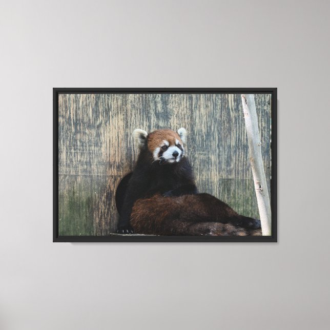 Red panda vibes Stretched Canvas Print (Front)