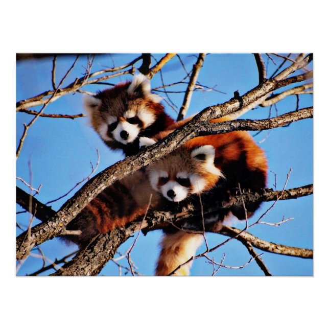 red pandas poster (Front)