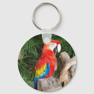Red parrot keyring