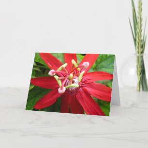 Red Passion Flower Card