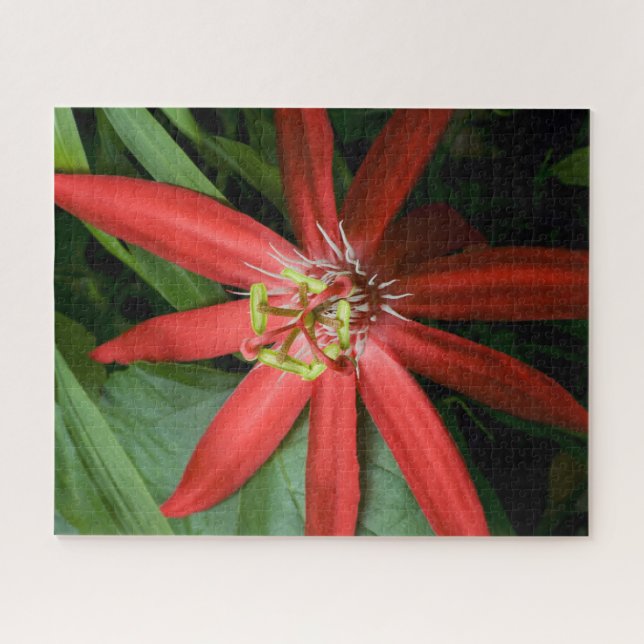 Red Passion Flower in Full Bloom Jigsaw Puzzle (Horizontal)