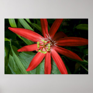 Red Passion Flower in Full Bloom Poster