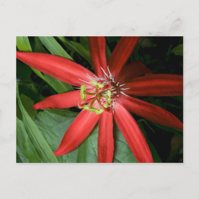 Red Passion Flower Postcard (Front)