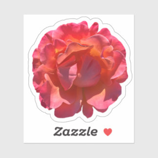 Red Peach Rose Blossom