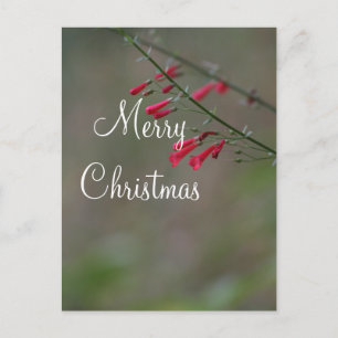 Red penstemon Merry Christmas Holiday Postcard