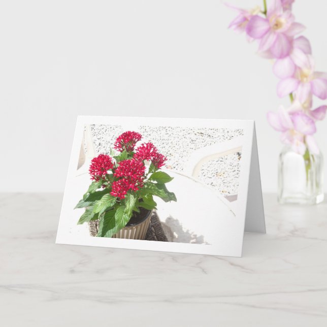 Red Pentas, Egyptian Star Flower Card (Orchid)