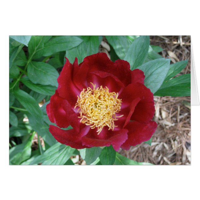 Red Peony (Front Horizontal)