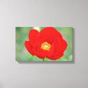 Red Peony Flower Canvas Print