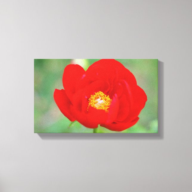 Red Peony Flower Canvas Print (Front)