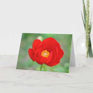 Red Peony Flower Card