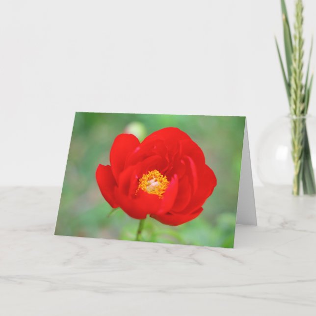 Red Peony Flower Card (Front)
