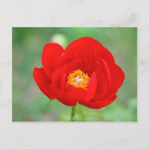 Red Peony Flower Postcard