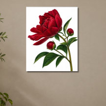 Red Peony Flower with Buds