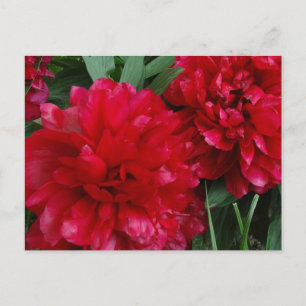 Red Peony Postcard Photo