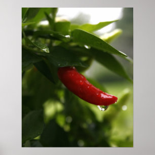 Red Pepper in the Rain Poster