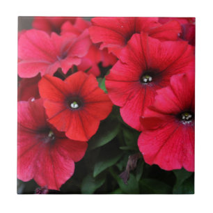 Red petunia flowers tile
