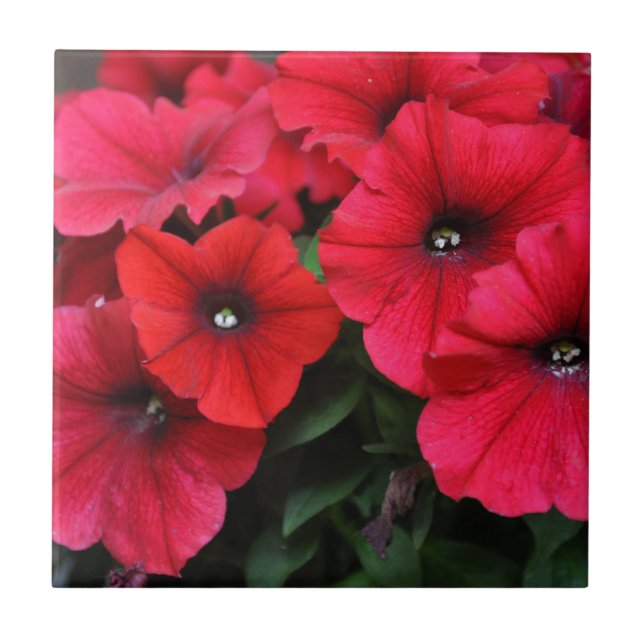 Red petunia flowers tile (Front)
