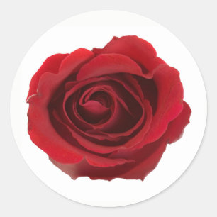 Red Photographic Rose Flower Classic Round Sticker