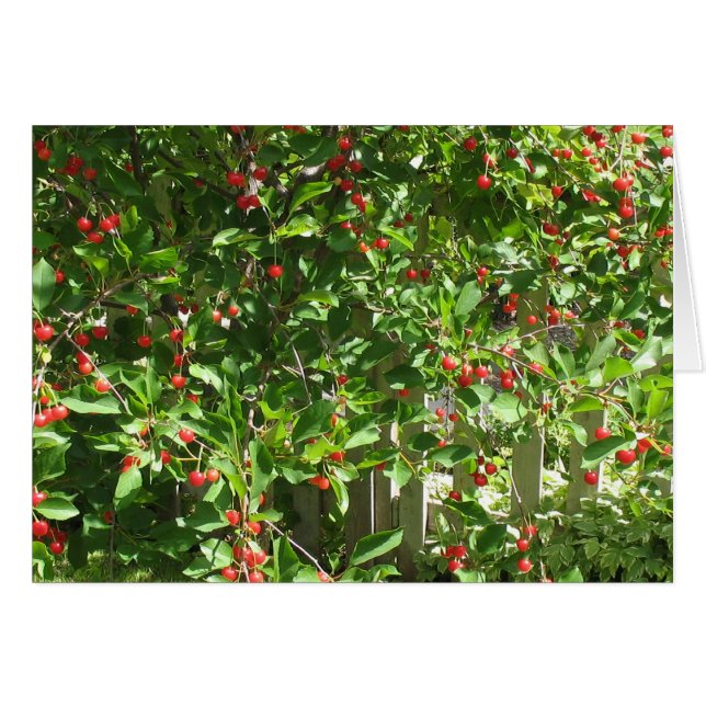 Red Pie Cherries (Front Horizontal)